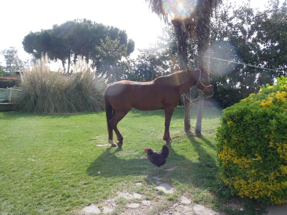 B&B Villa Sans Souci Civitavecchia Extérieur photo